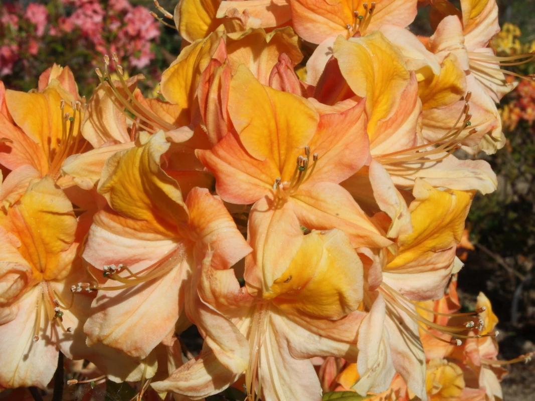 Knap Hill Apricot